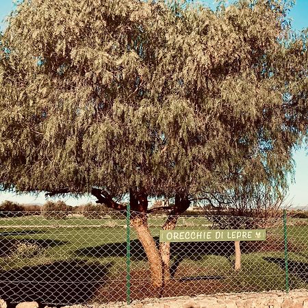 סירקוזה Orecchie Di Lepre מראה חיצוני תמונה