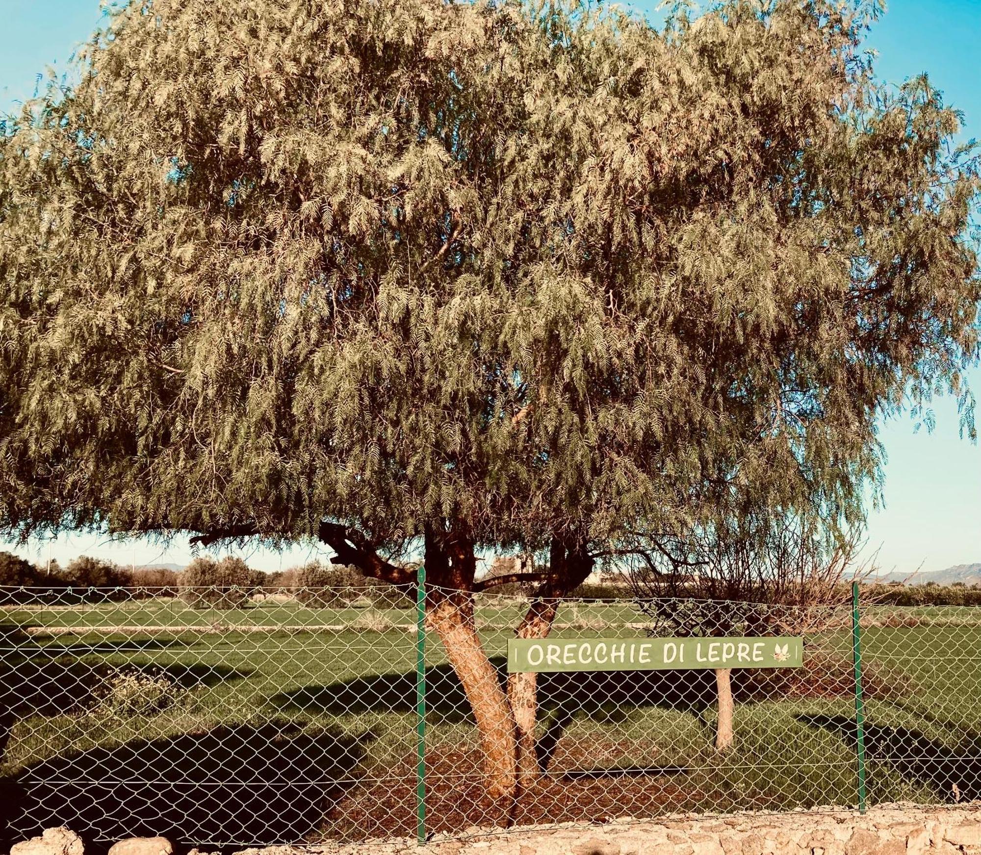 סירקוזה Orecchie Di Lepre מראה חיצוני תמונה